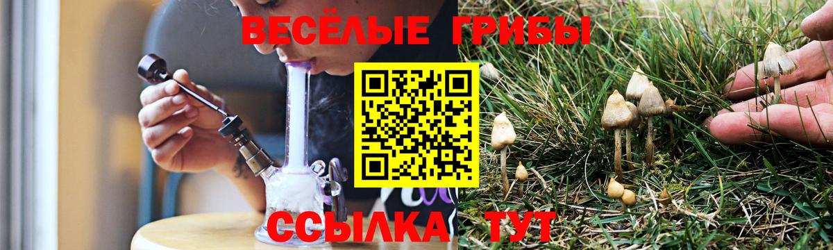 Вышний Волочёк  что такое   Вход с VPN  Галлюциногенные грибы прущие грибы  Псилоцибиновые грибы Psilocybe 
